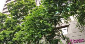 BRAC Internship Programme 2026 (Finance Unit) | Paid Internship in Dhaka, Bangladesh